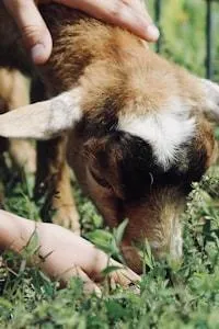 Petting Zoo